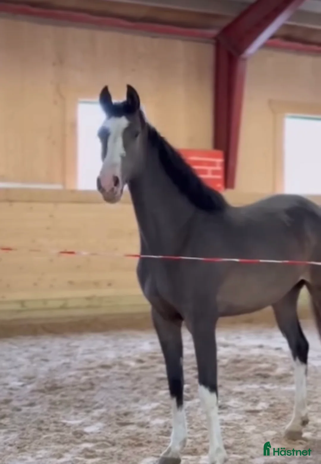 Sällskap hästar till salu: Vackert sto till sällskap/avel - Annons 1