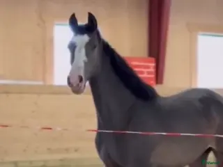 hästar Vackert sto till sällskap/avel - Annons 3