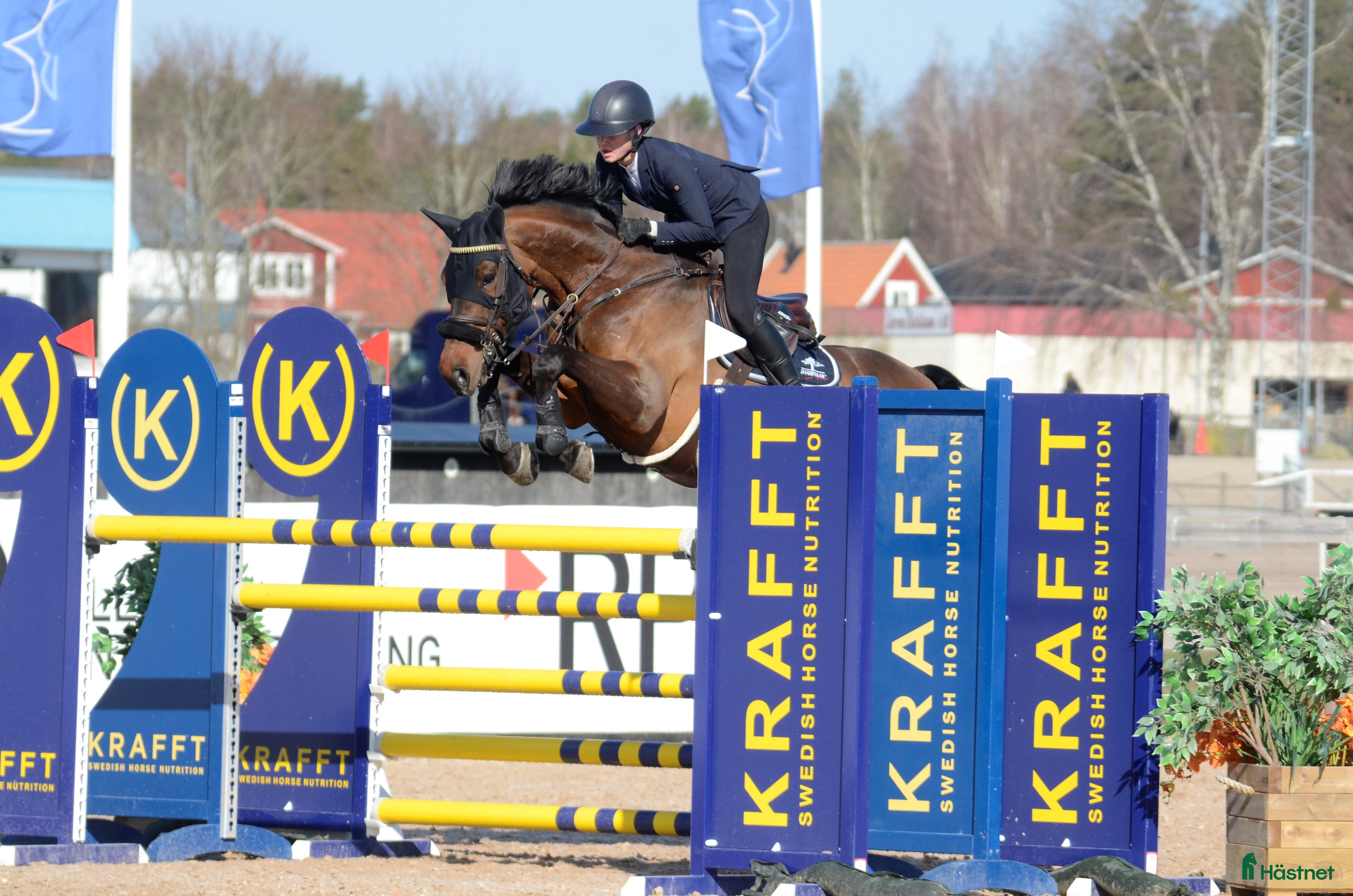  hästar Fantastiskt fint avelssto - Annons 3