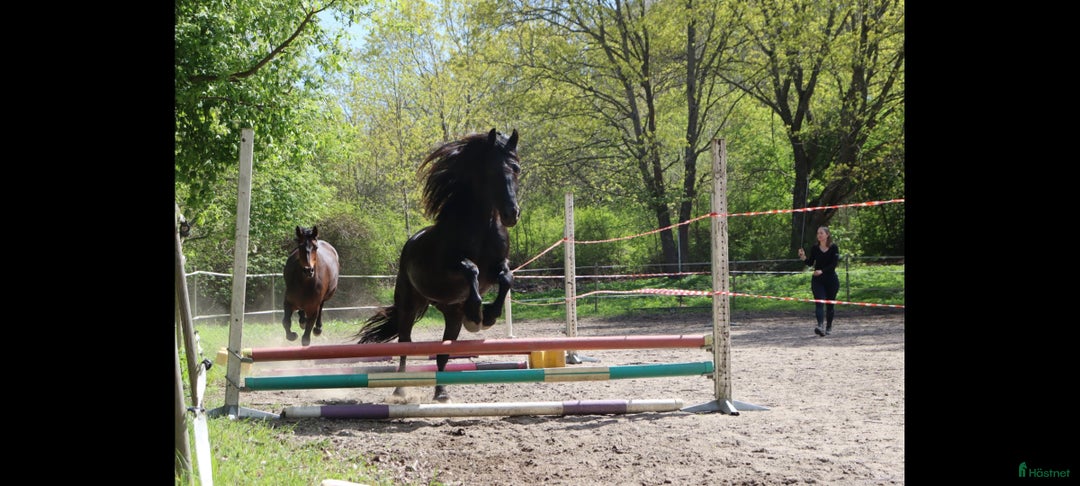  medryttarhäst sökes: Söker dig som gillar pyssel och mys i stallet i Grödinge - Annons 2