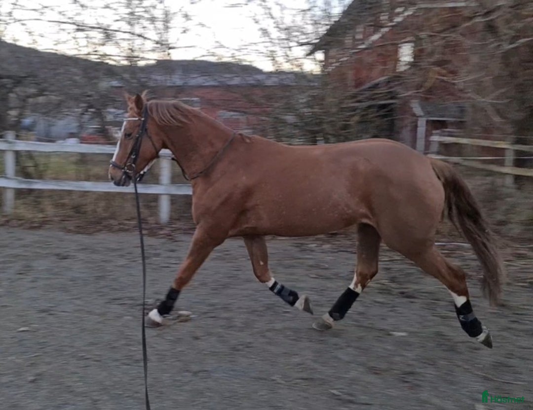 Dressyr hästar till salu: Nydelig liten dressurbetont hoppe i Lier - Bild 9