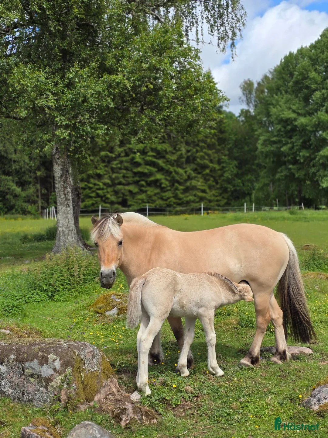 Allround hästar till salu: Charmig fjordhäst - Annons 5
