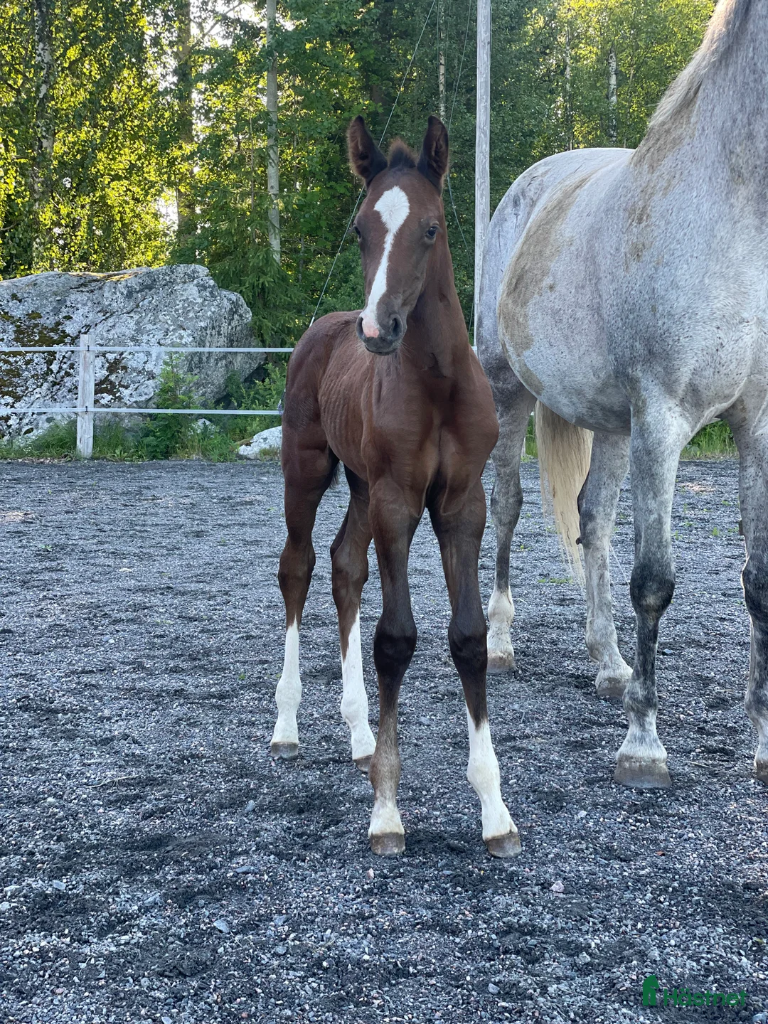 Hoppning hästar till salu: Sto -25 e. Special One - Cartier 🌟 - Annons 6