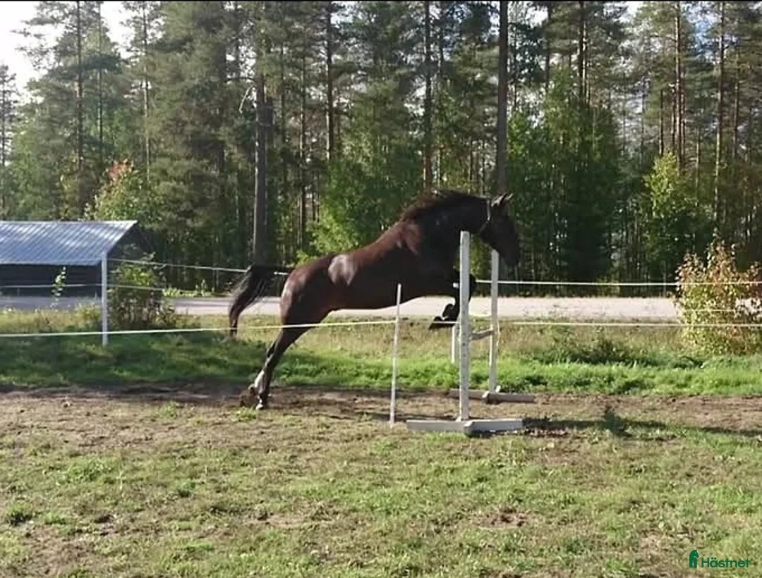 Sällskap hästar till salu: Varmblod valack f 2007 i Undrom - Annons 3