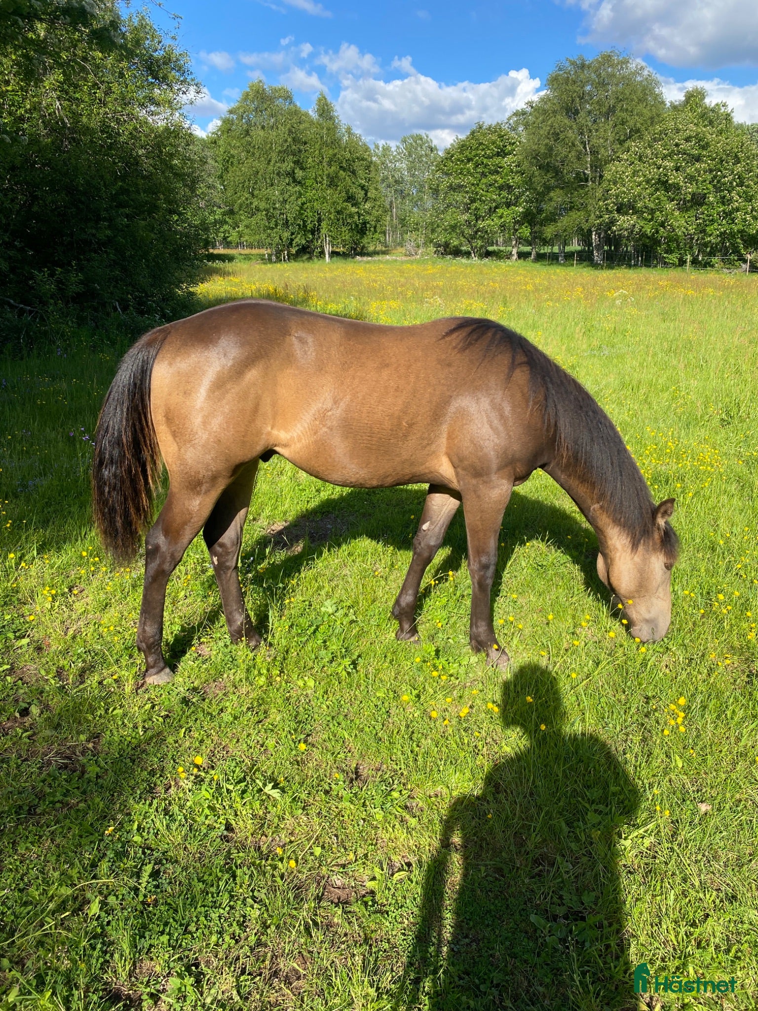  hästar Fin quarter åring - Annons 1