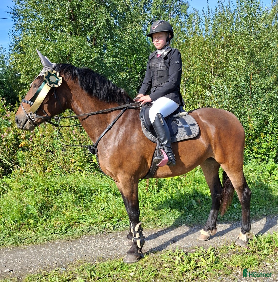 Allround hästar till salu: Allround med talang hoppning i Ilsbo - Annons 3