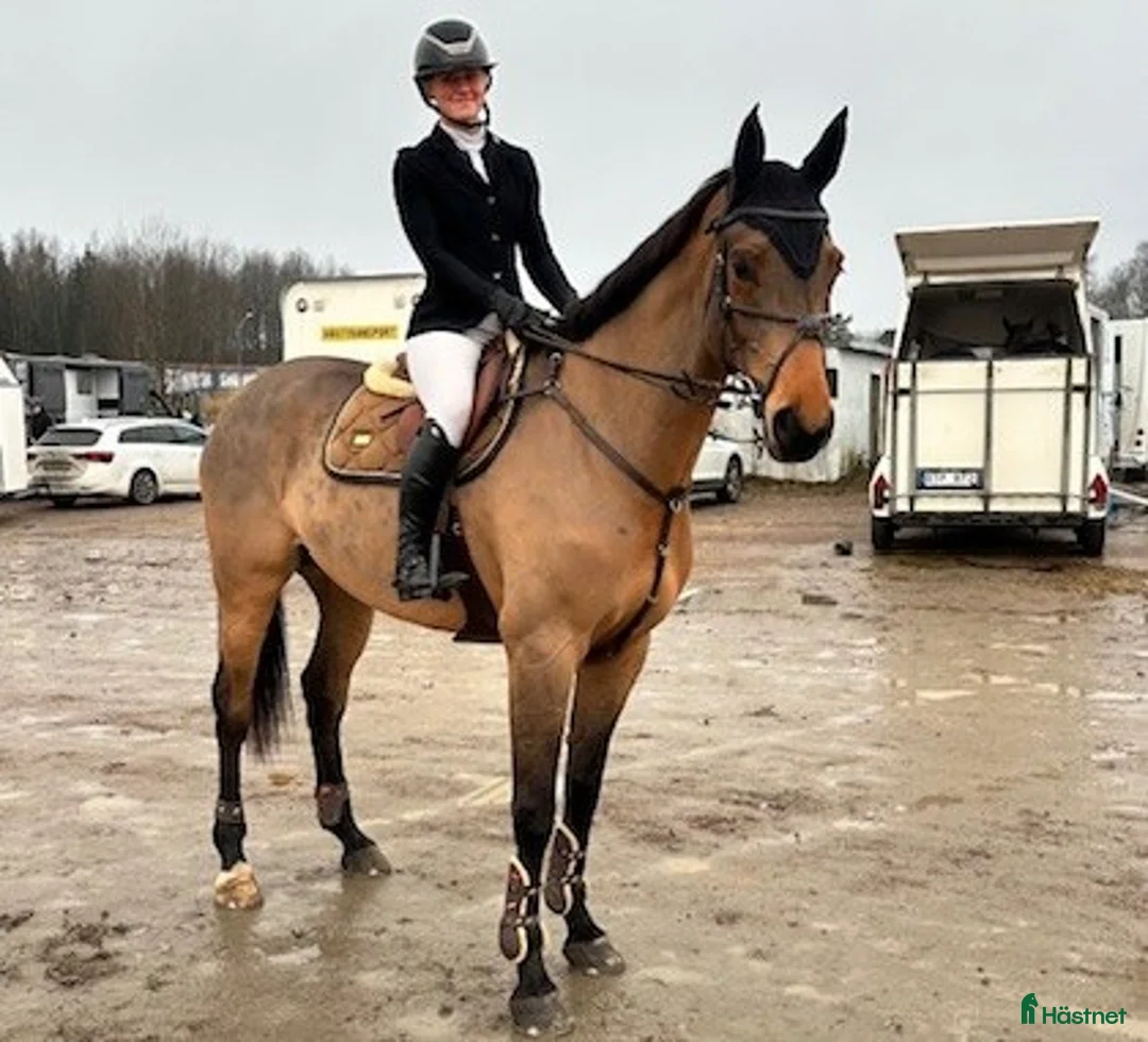 Hoppning hästar till salu: Välhoppande modig 6 åring - Annons 2