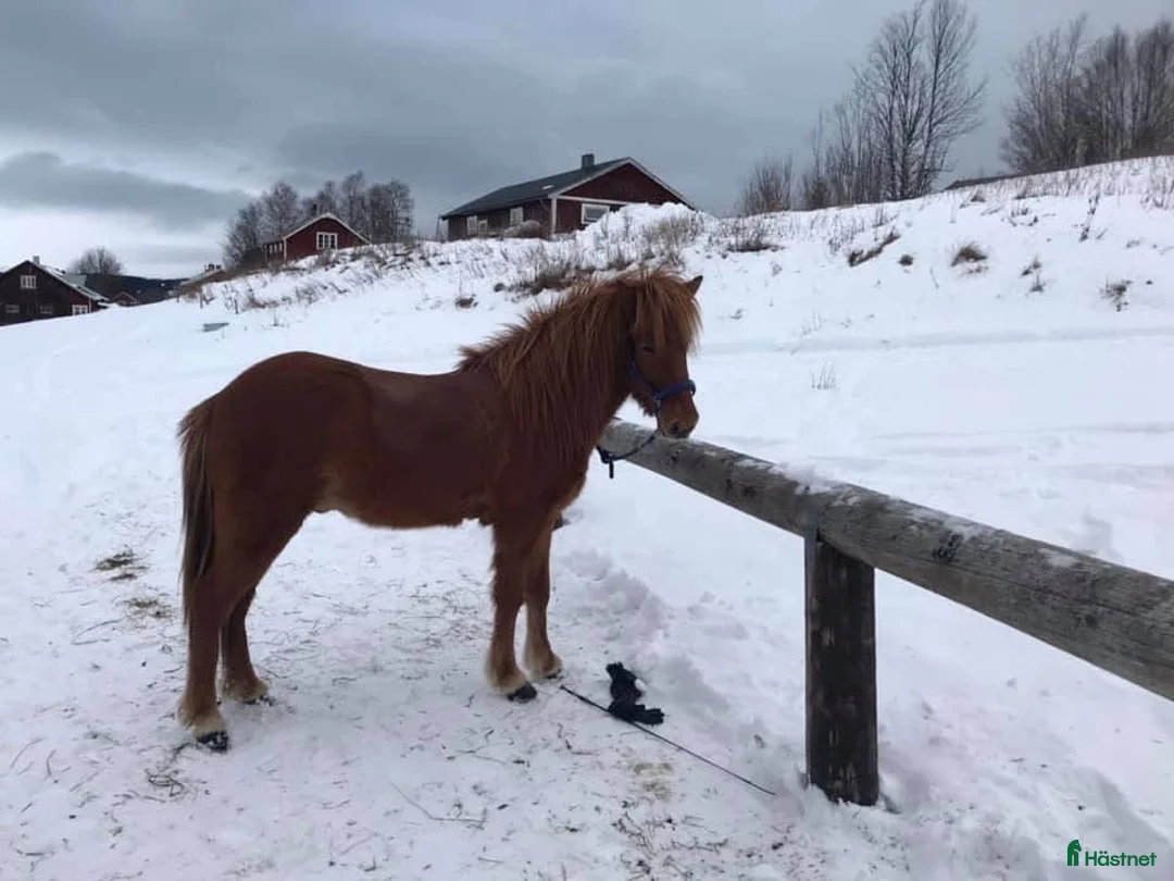 Island hästar till salu: Gjafar från Hästfjället, ståtlig och äventyrssugen - Annons 10