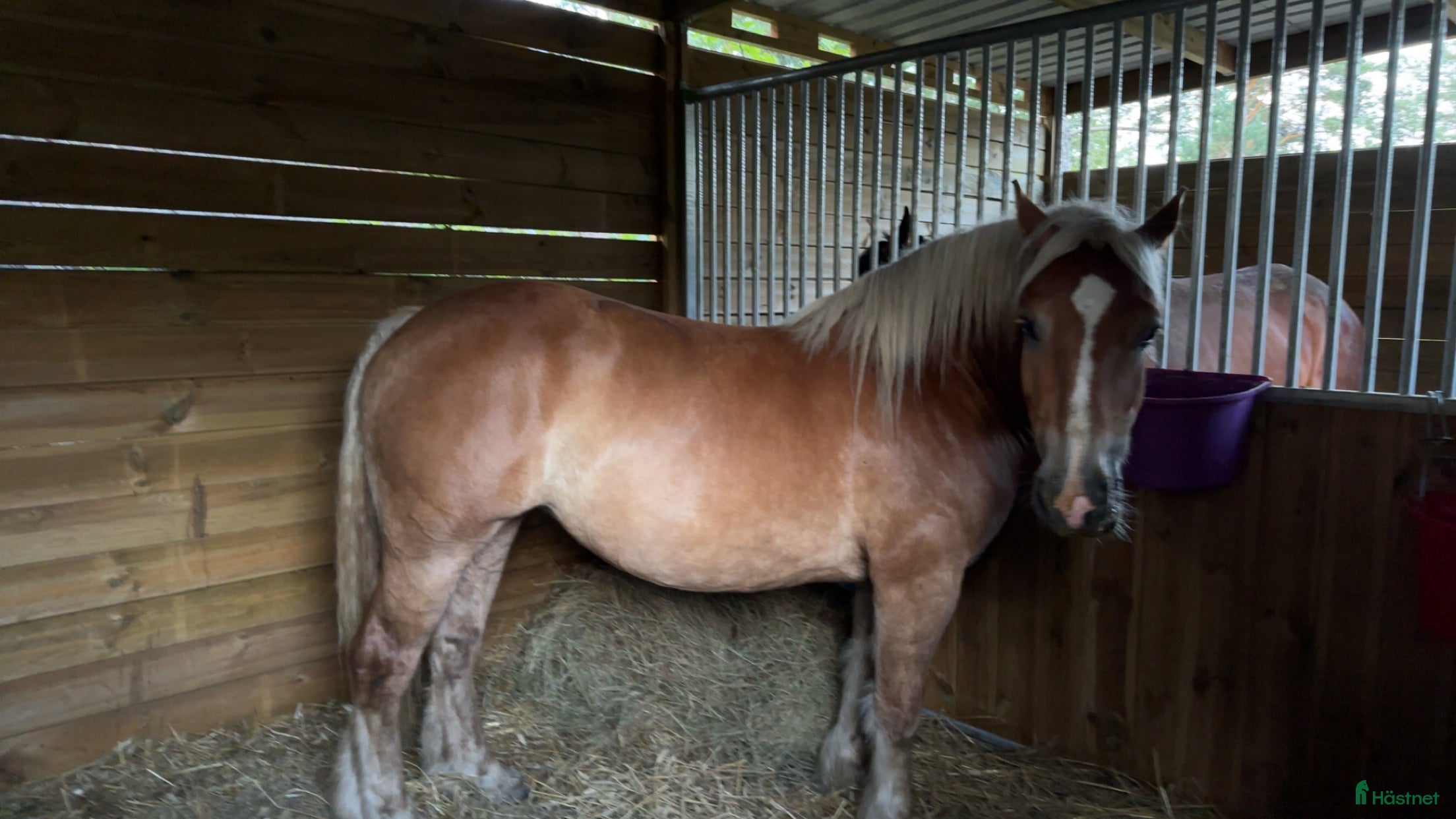  hästar Världens snällaste häst. i Loftahammar - Annons 15