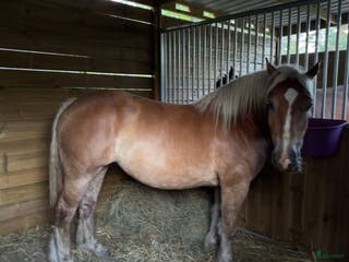 hästar Världens snällaste häst. i Loftahammar - Annons 7