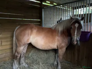 hästar Världens snällaste häst. i Loftahammar - Annons 15