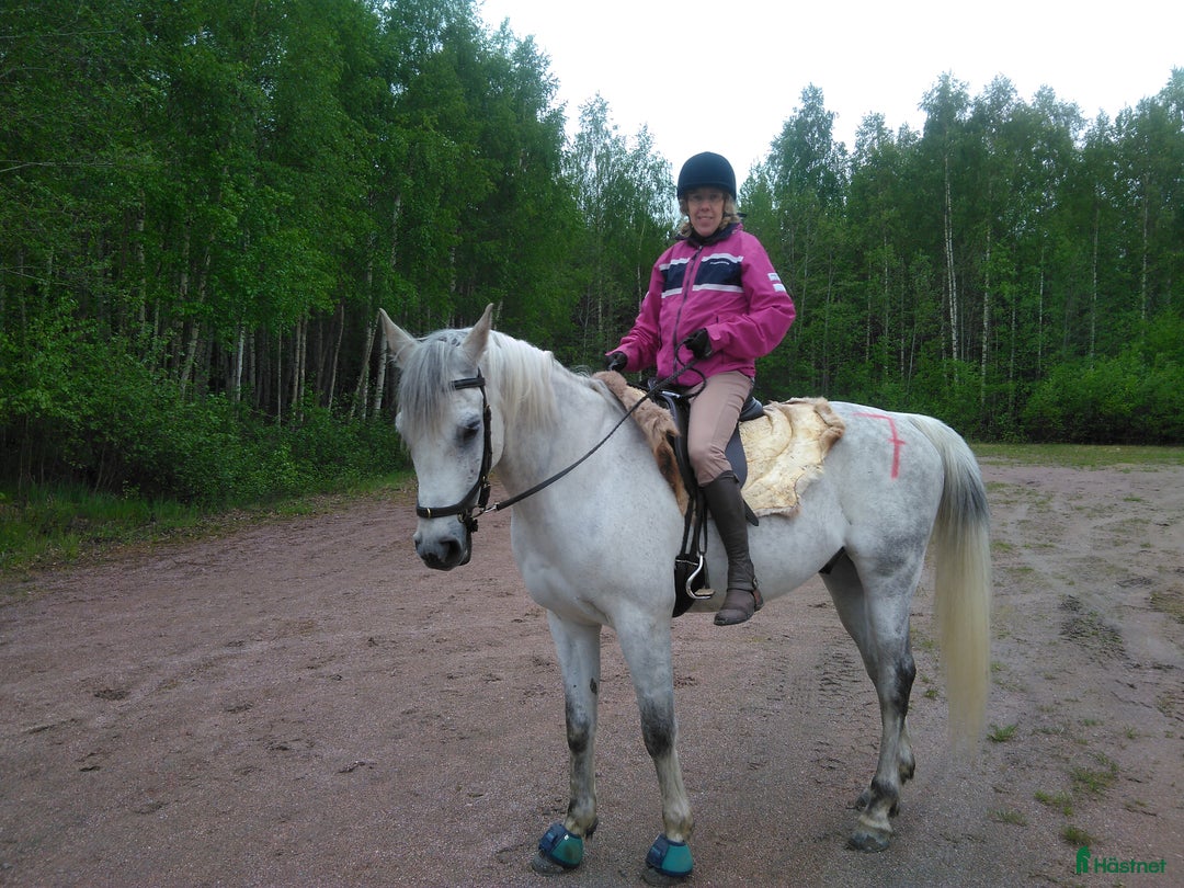  medryttarhäst sökes: Araber? i Rönninge - Annons 1