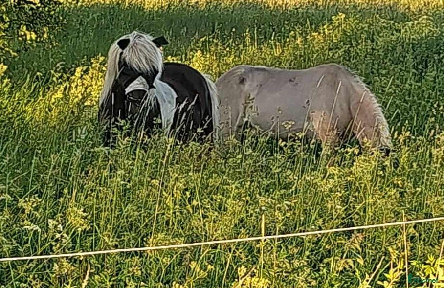  stallplats Plats lösdrift - Annons 17