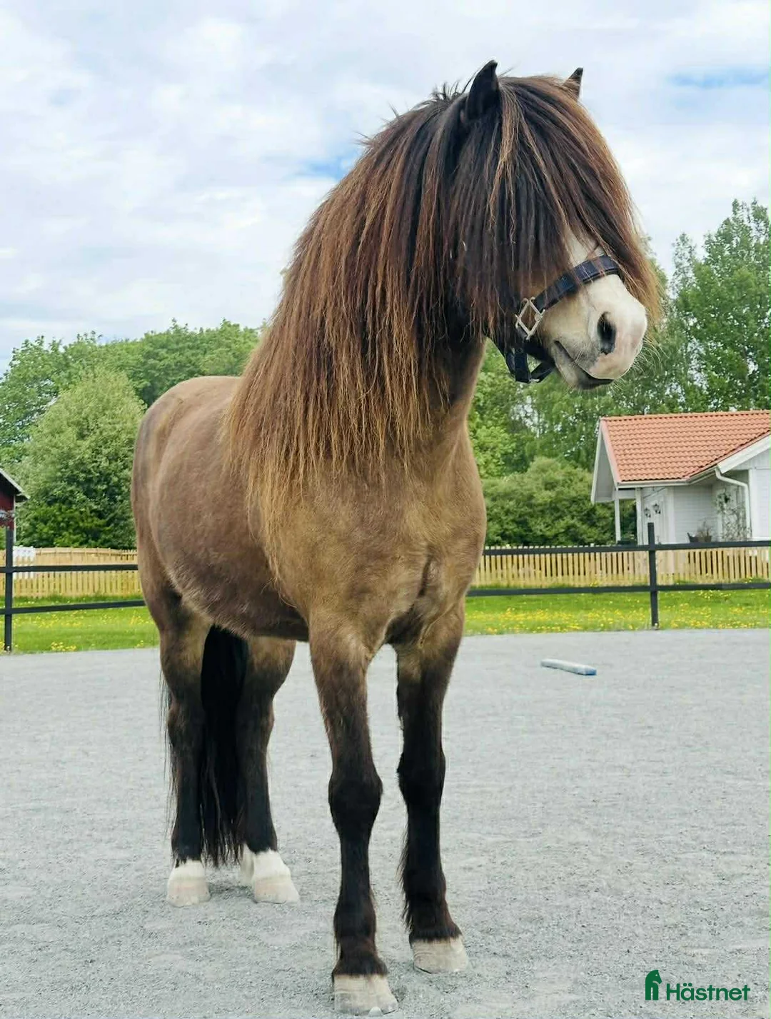 Island hästar till salu: Vacker fyrgångs valack med häftig färg X faktor i Gimo - Annons 10