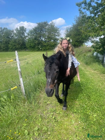 foderhäst Vår älskade ponny söker sitt drömhem i Varberg - Annons 9