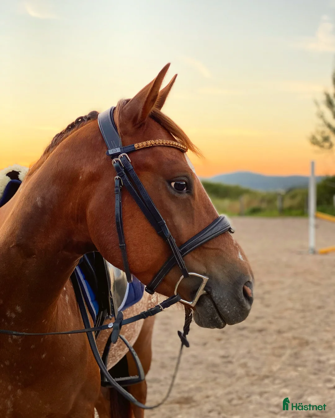 Allround hästar till salu: Genom go kille tillsalu till rätt hem 🏡  i Lilla Edet - Annons 2