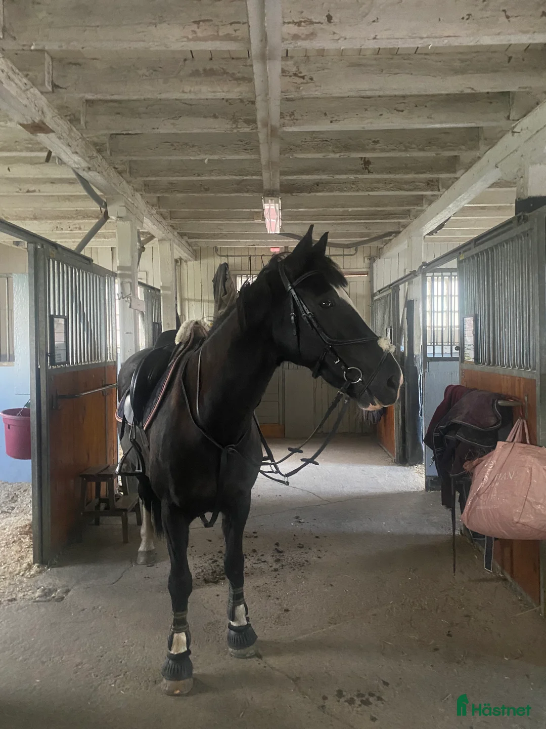 Hoppning hästar till salu: Världens snällaste sto i Drottningholm - Annons 2