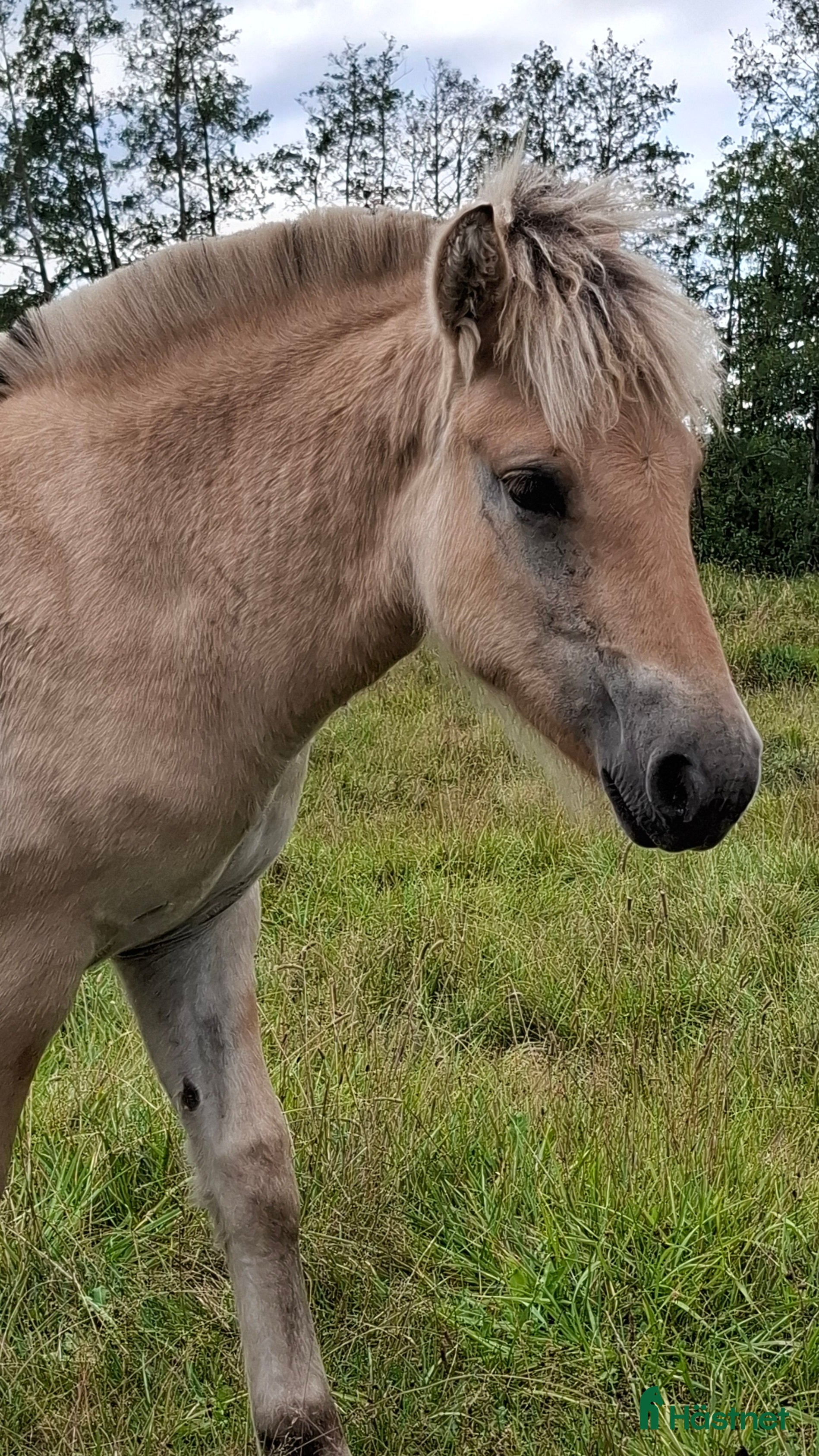  hästar Fjordsto i Tun - Annons 3