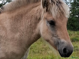 Allround hästar till salu: Fjordsto i Tun - Annons 1