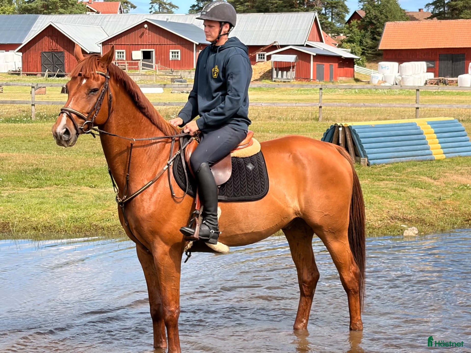  hästar Dressyr valack SWB - Annons 1