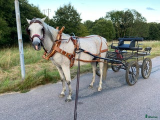 hästar i Kungälv - Annons 18