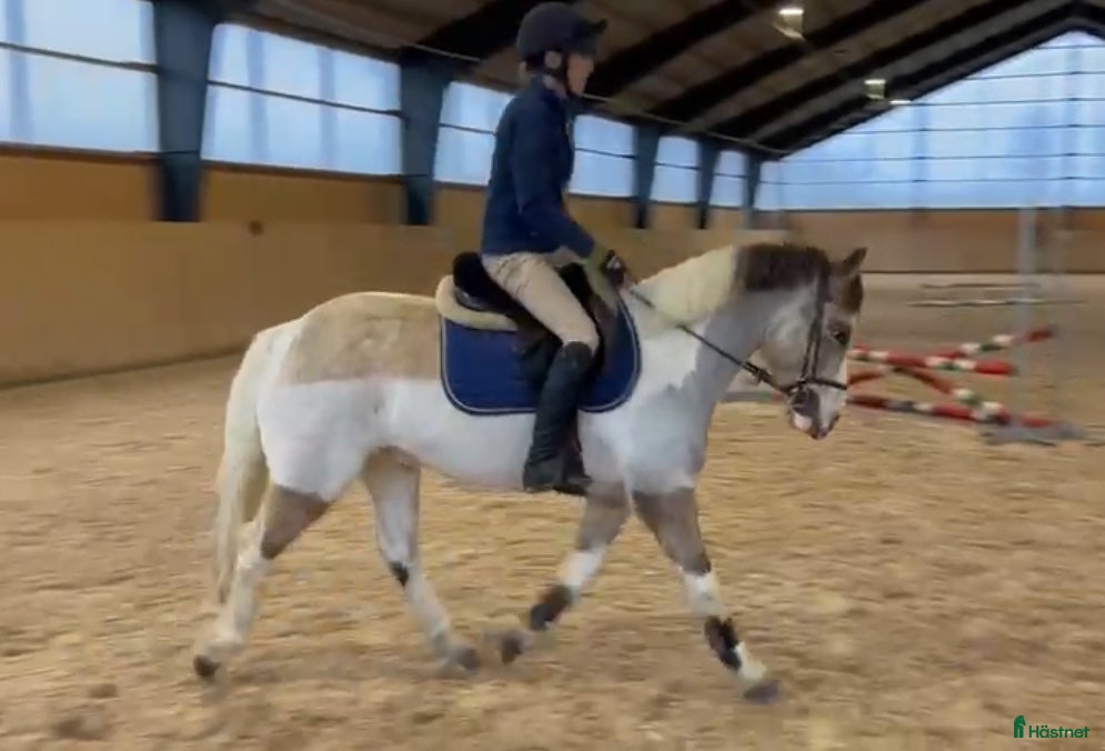  hästar En liten pärla!  i Kågeröd - Annons 13