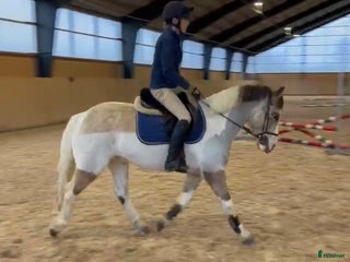 hästar En liten pärla! i Kågeröd - Annons 13