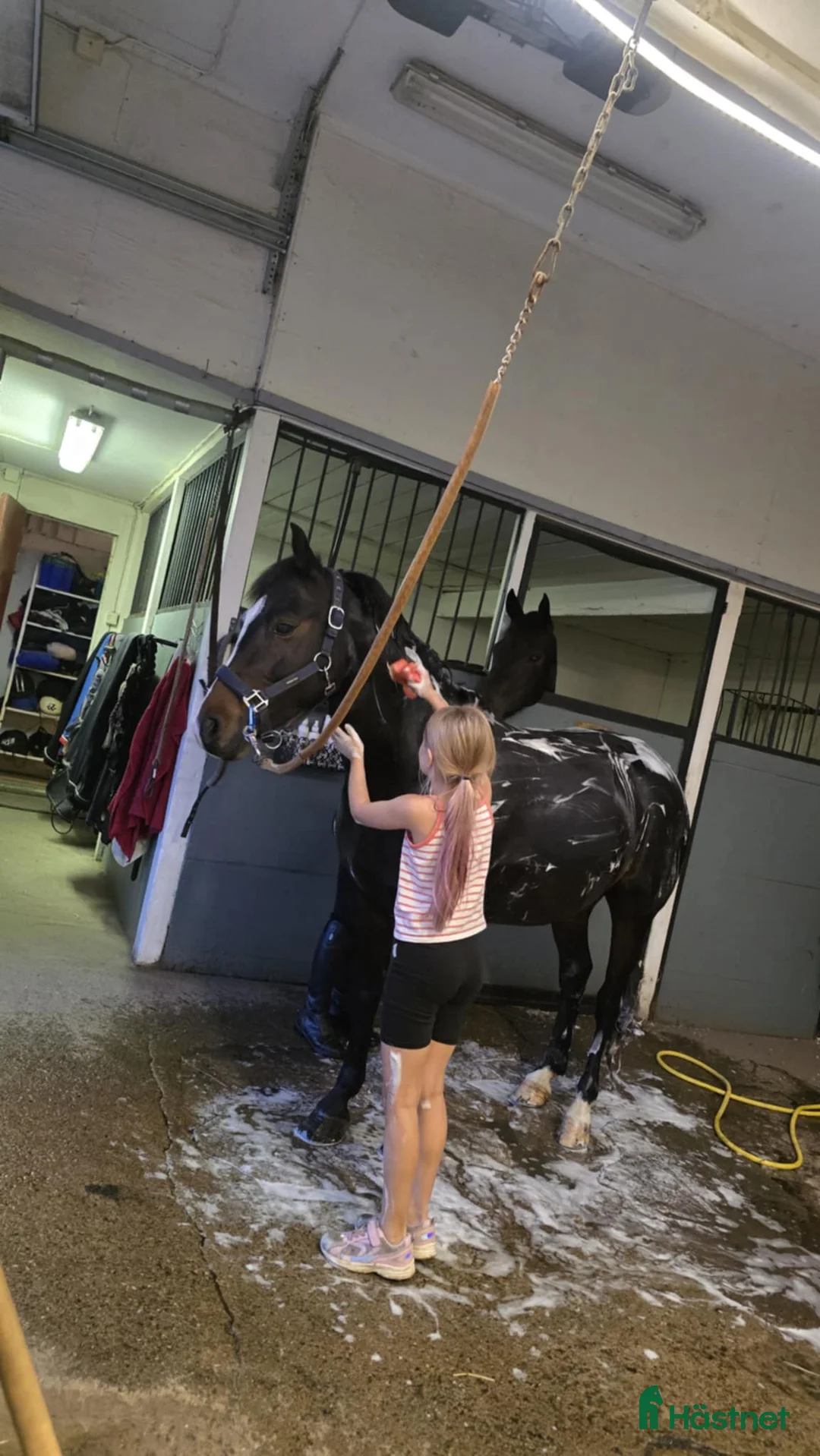 Dressyr hästar till salu: B-ponny med stor potential ⭐️ - Annons 4