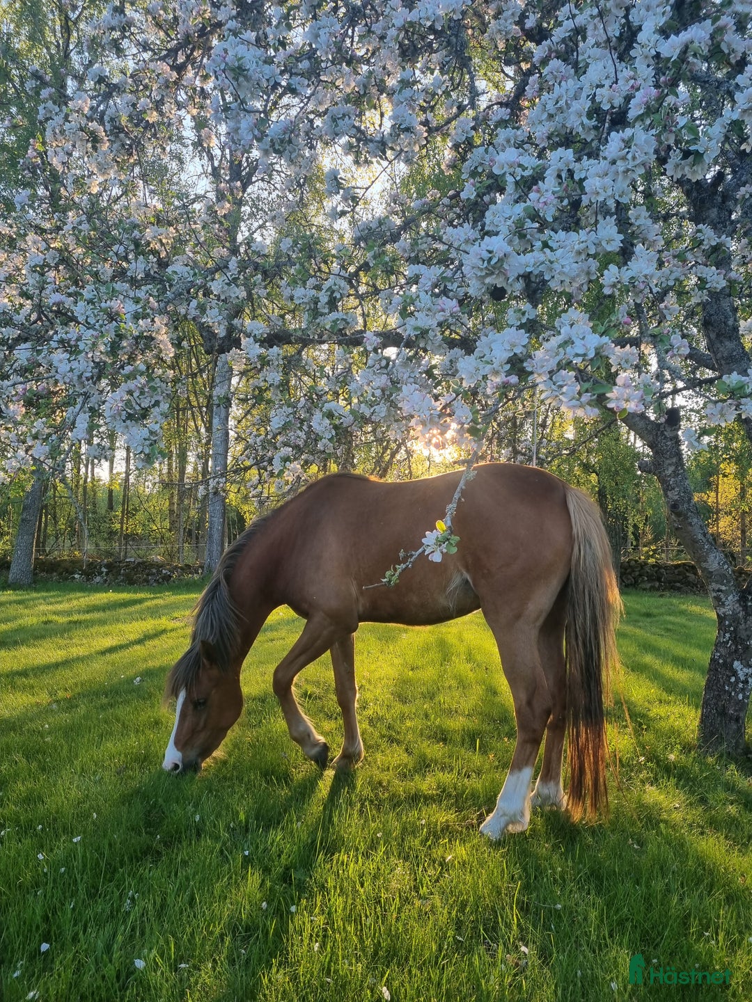 Allround hästar till salu: ✨Lillemons Lima ✨ i Timmersdala - Annons 2