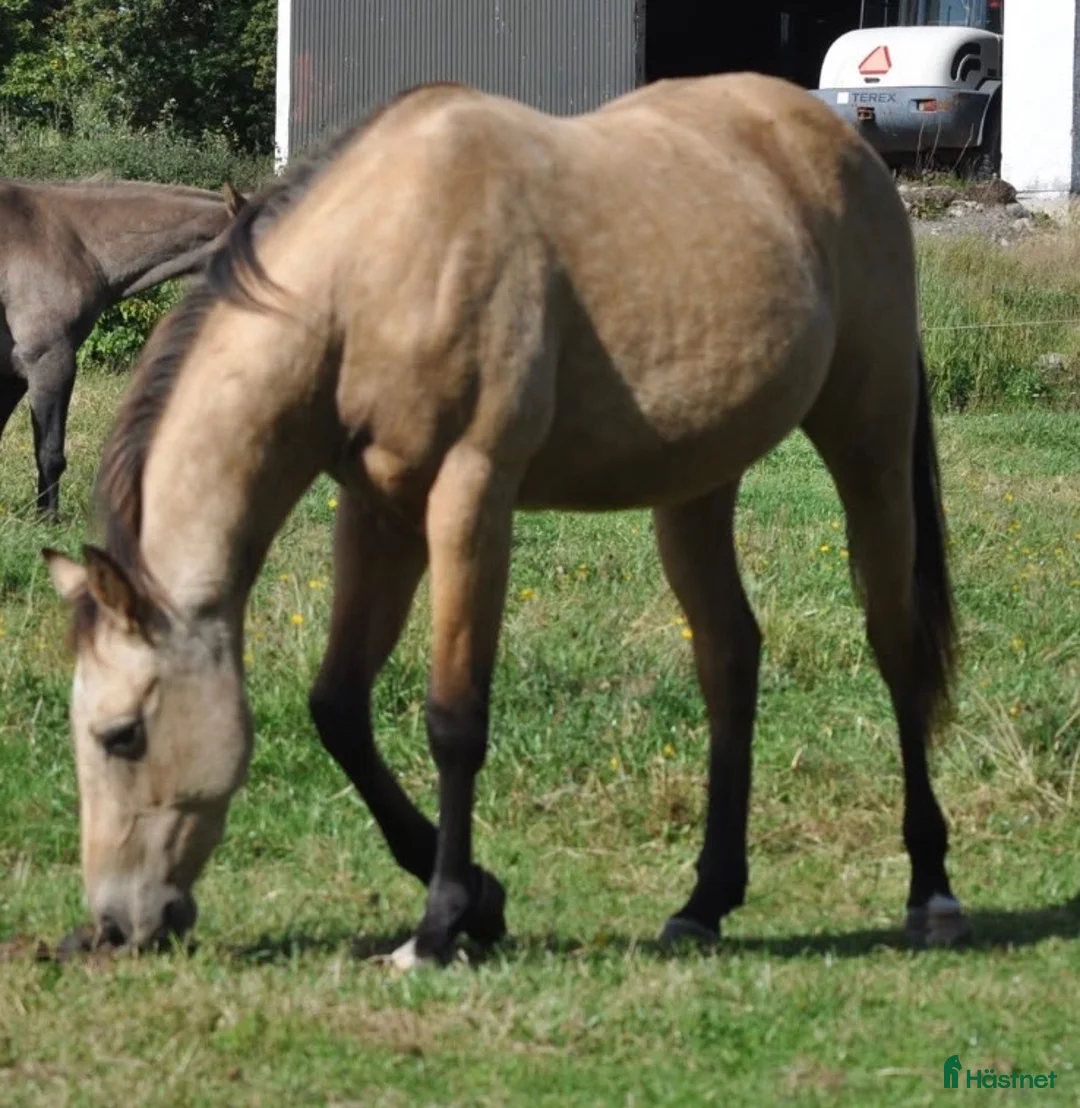 Western hästar till salu: Blivande 3 åring söker arbete  i Landsbro - Annons 2