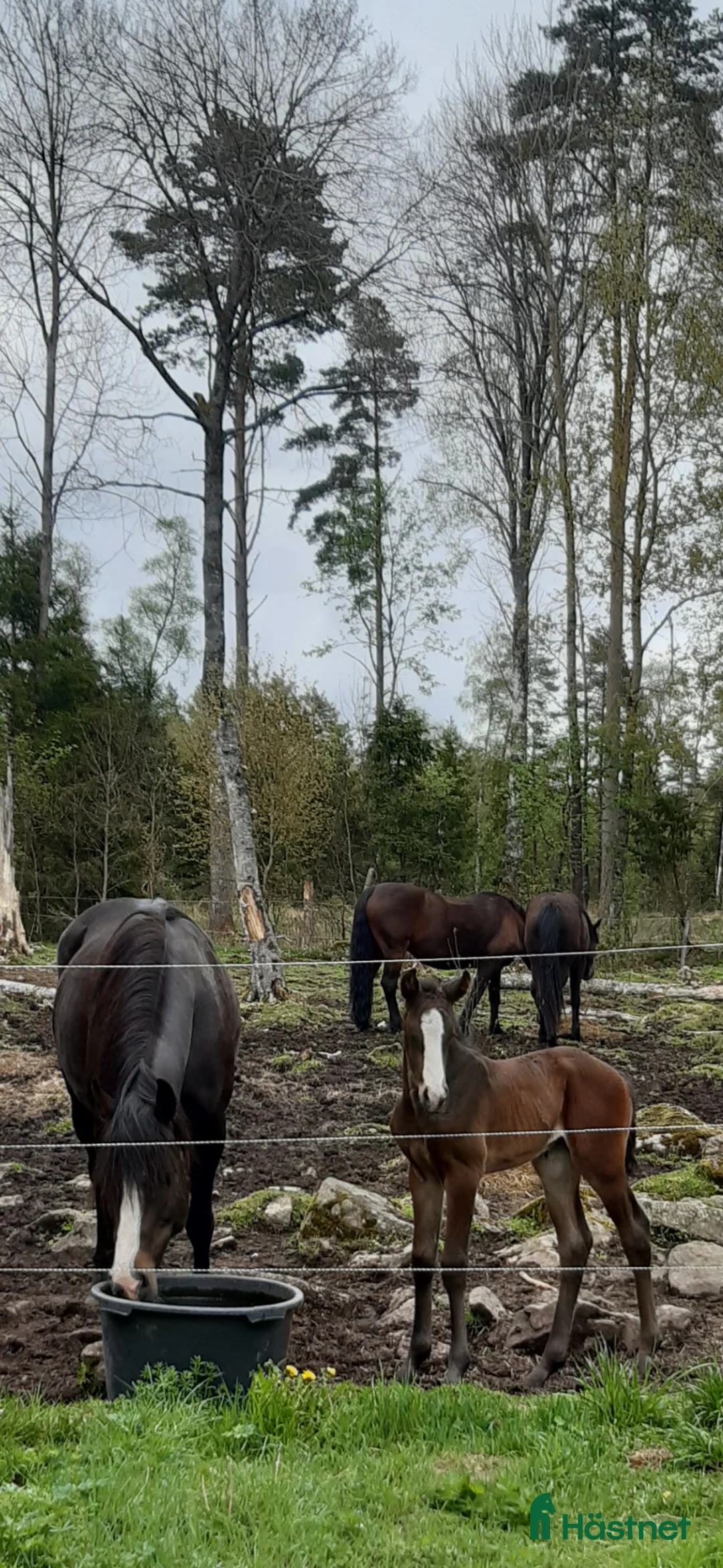 Allround hästar till salu: Sto för framtiden - Annons 2