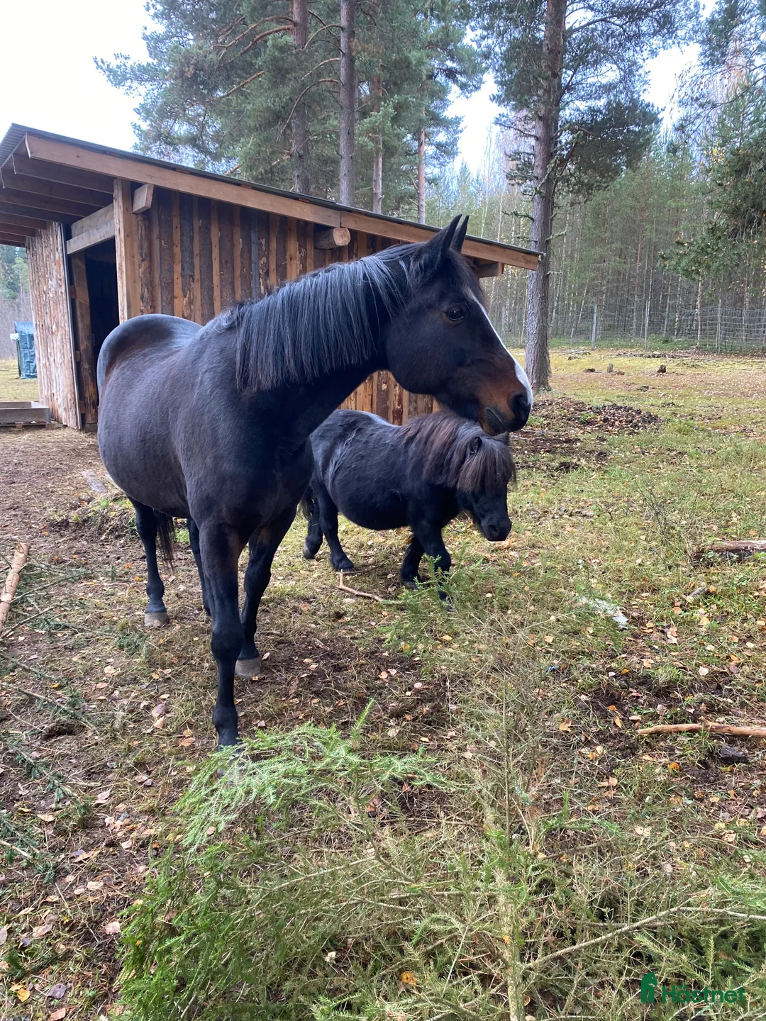 Övrigt hästar till salu: !!intresse koll!! i Mora - Annons 3