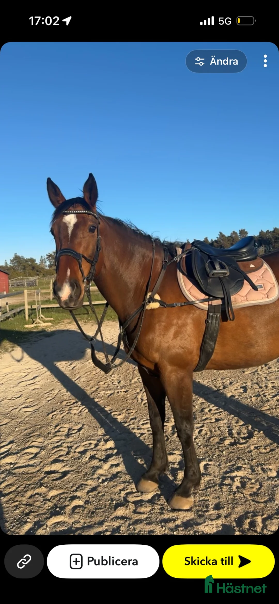 Allround hästar till salu: Sto med personlighet!:) i Visby - Annons 2