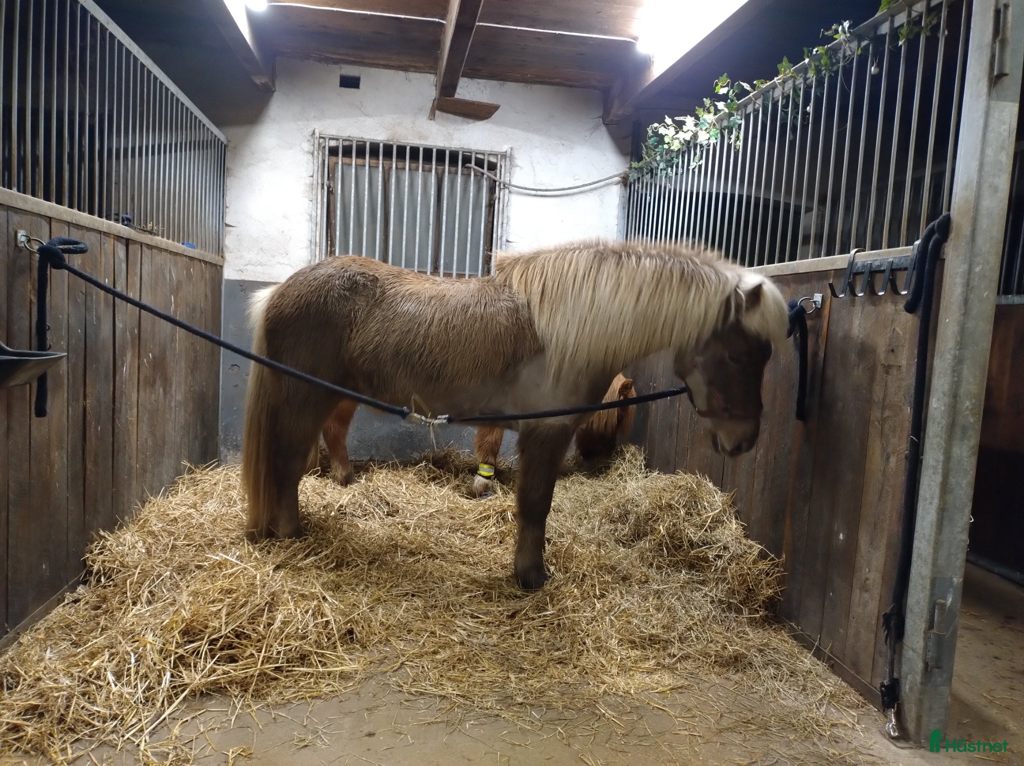  hästar Finaste Gandalf  - Annons 1