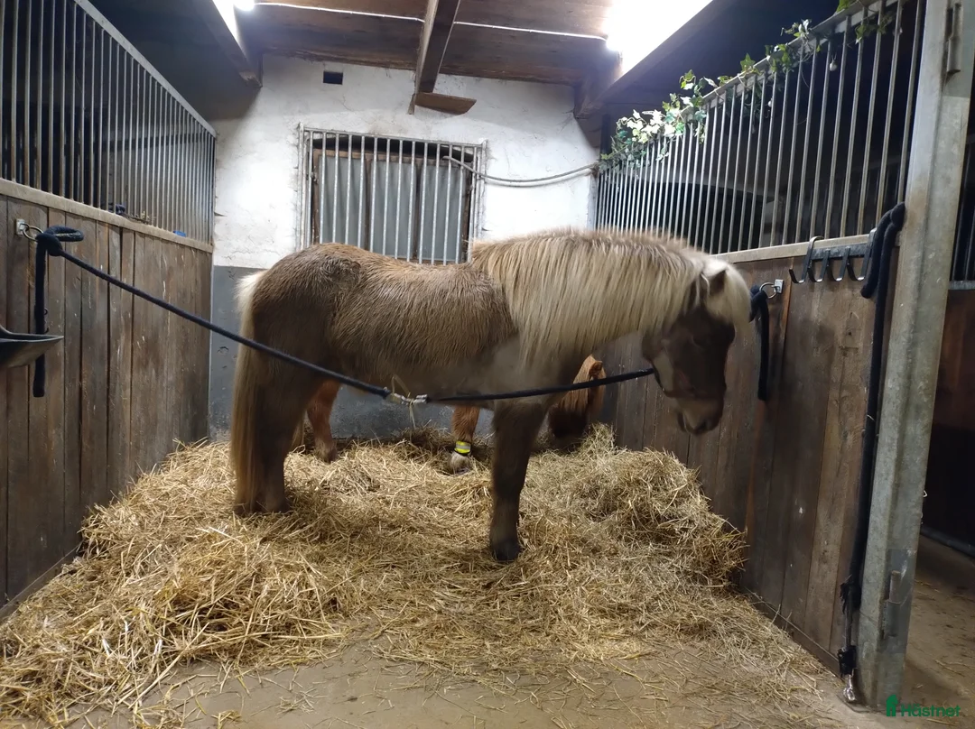 Island hästar till salu: Finaste Gandalf  i Kävlinge - Annons 1