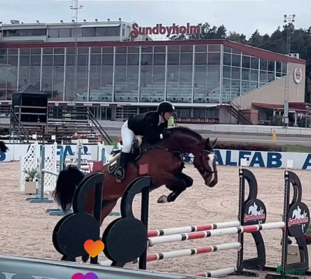 Hoppning hästar till salu: Hopphäst med kapacitet och utstrålning! - Annons 2