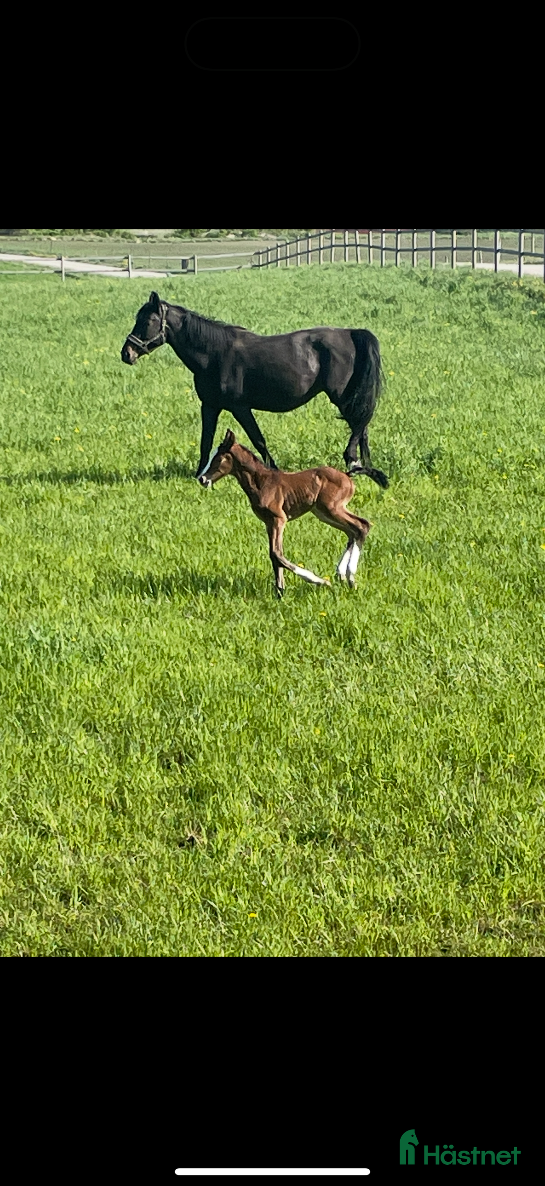 Avelshästar hästar till salu: Dräktigt avelssto i Gråbo - Annons 2