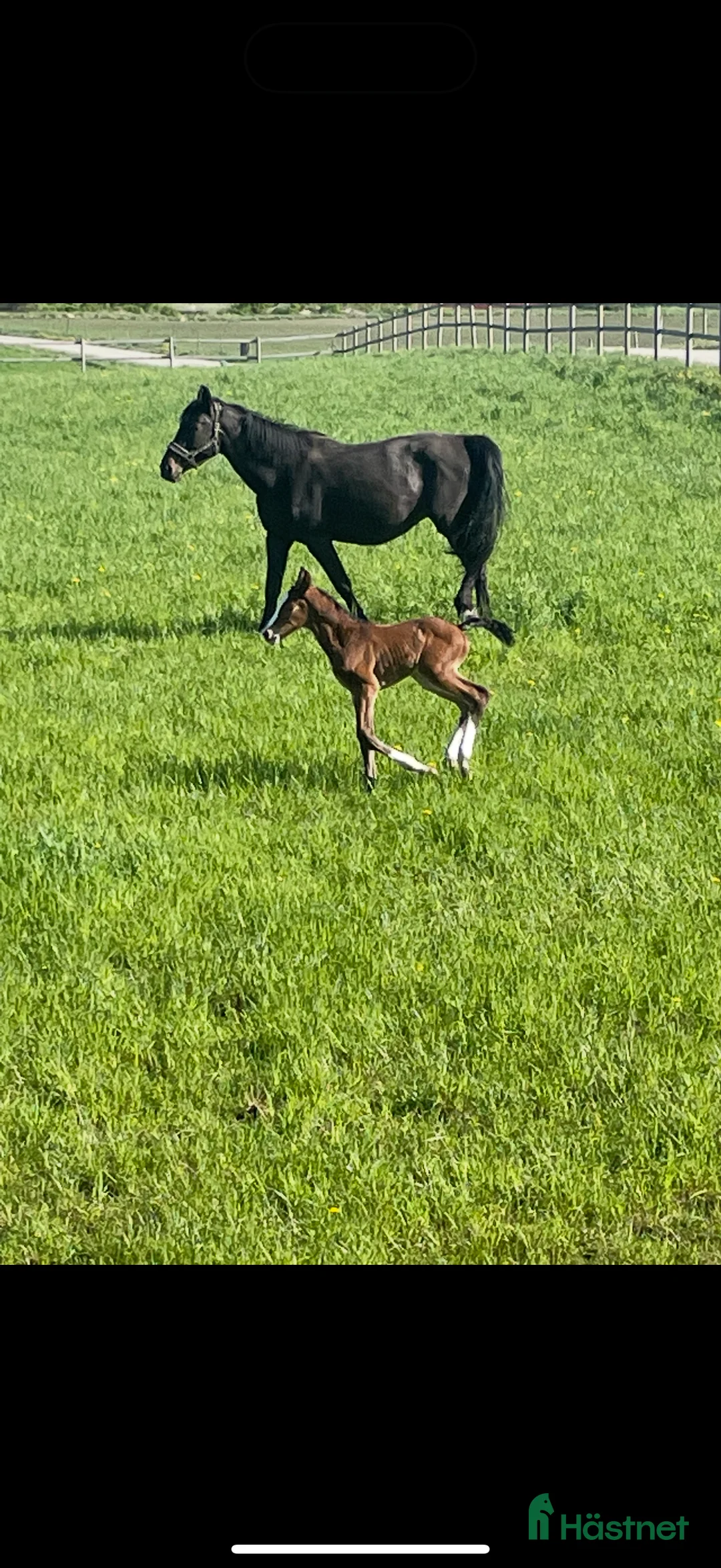 Avelshästar hästar till salu: Dräktigt avelssto i Gråbo - Annons 2