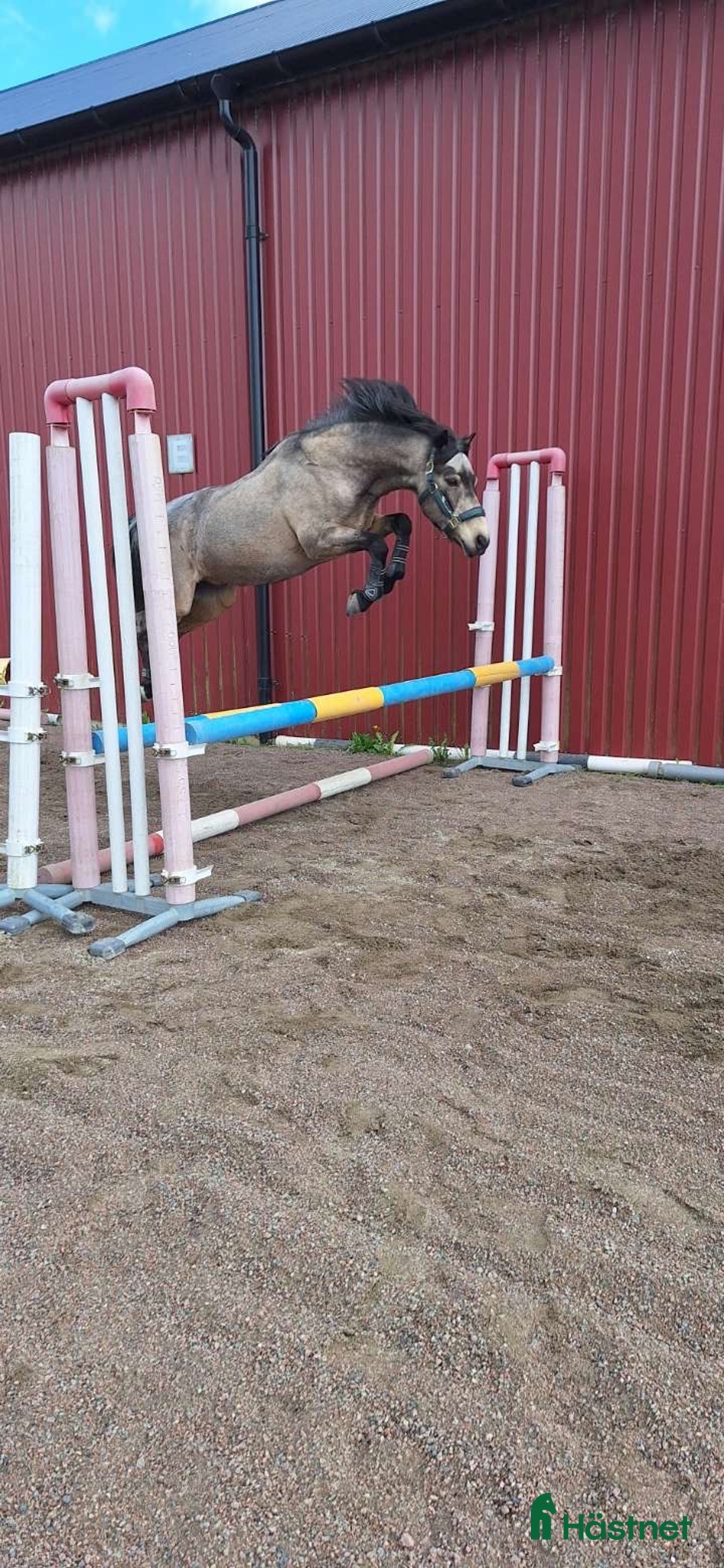 Allround hästar till salu: Underbar C-ponny säljes  i Höganäs - Annons 4