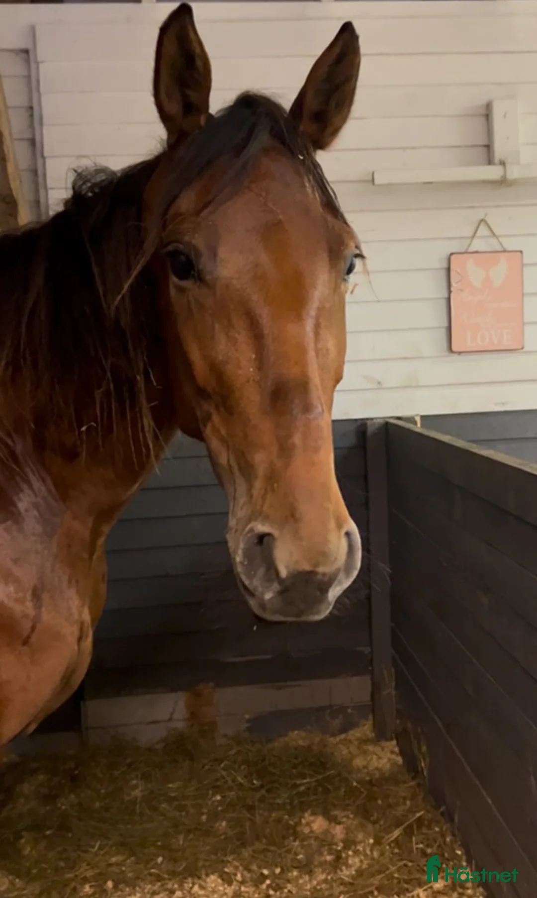 Allround hästar till salu: Märta i Visby - Annons 3