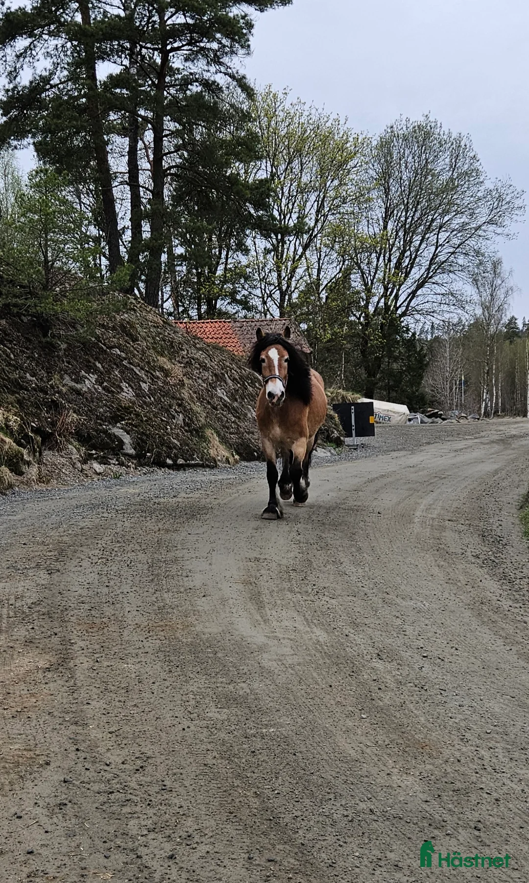 Allround hästar till salu: Nordsvenskt sto med spännande stam i Hällingsjö - Annons 2