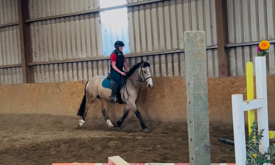 Allround hästar till salu: Gorgeous Dun Gelding i Ljungby - Annons 11