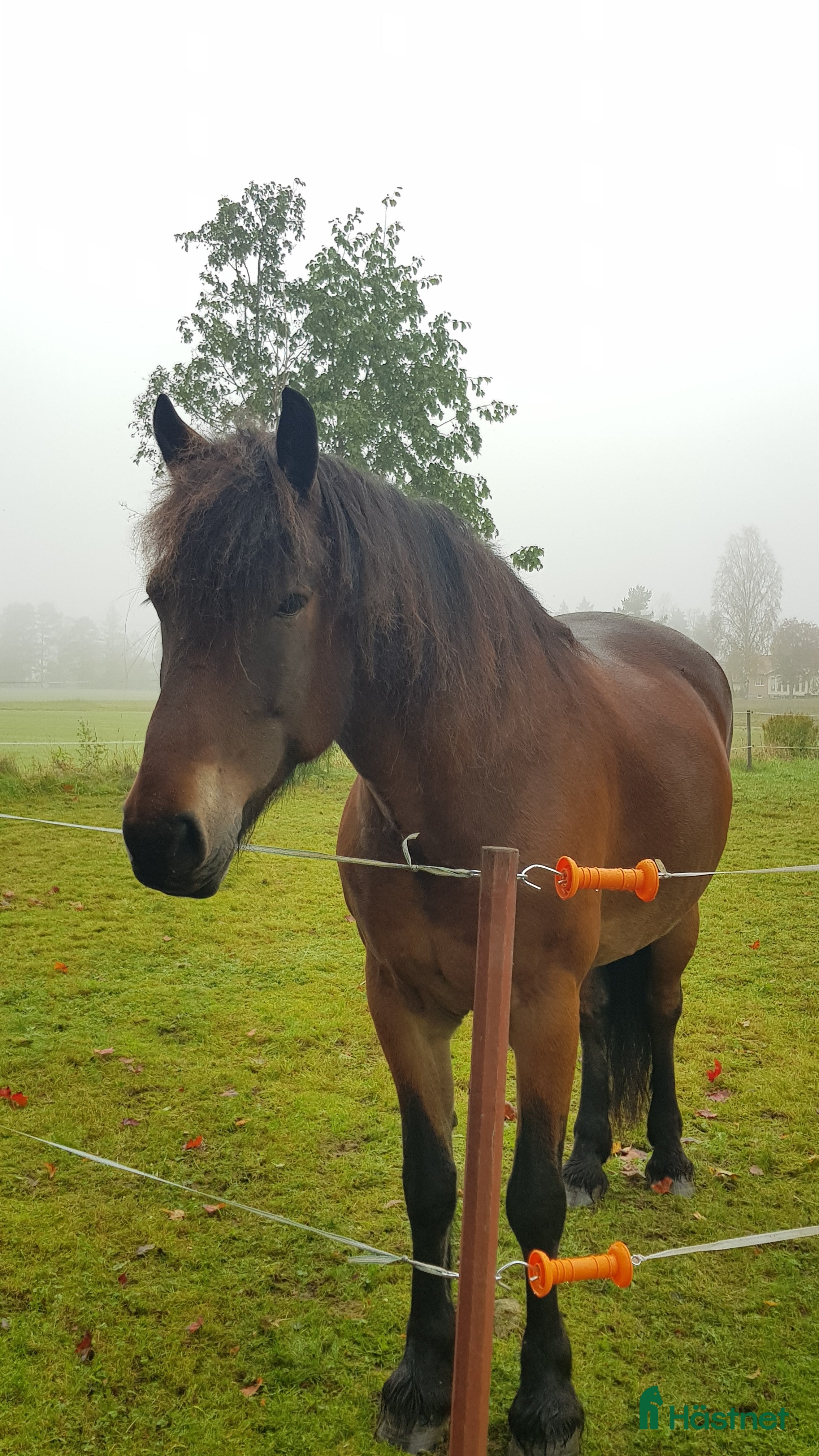  hästar 12 årig kallblodstravare - Annons 4