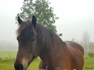 hästar 12 årig kallblodstravare - Annons 4