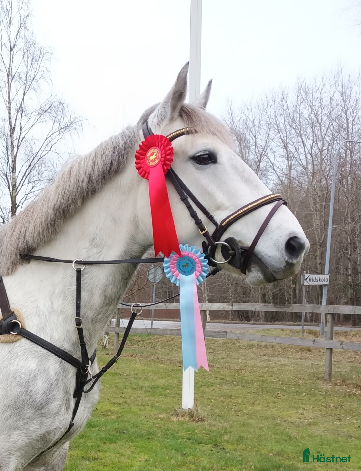  hästar Storhoppande maxad D-Ponny - Annons 2