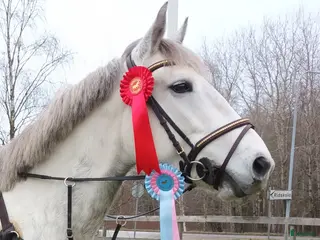 hästar Storhoppande maxad D-Ponny - Annons 2