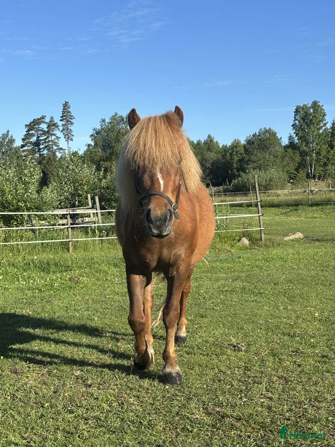 Trav hästar till salu: Superstammad blivande ponnytravare - Annons 1