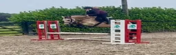 Hoppning hästar till salu: 5yr old 148 Connemara mare, record to 1m i Stockholm - Annons 3