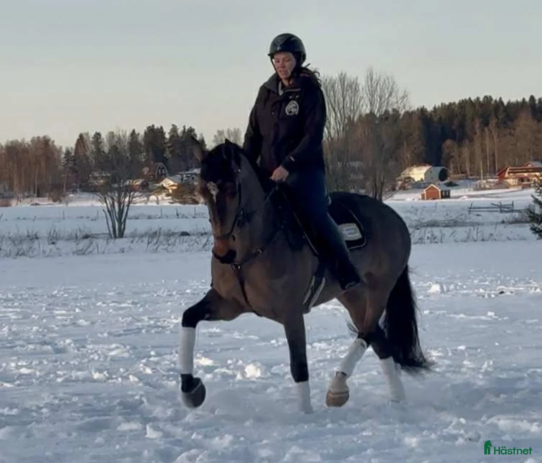 Allround hästar till salu: Fin allroundhäst  i Sala - Annons 7