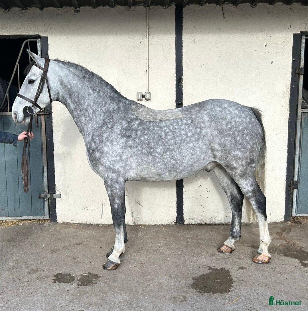 Allround hästar till salu: Alrounder/ Club Ponies i Vrigstad - Annons 6